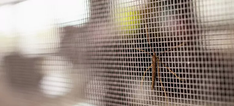 Repair Mosquito Mesh For Windows in Pine Hills, FL